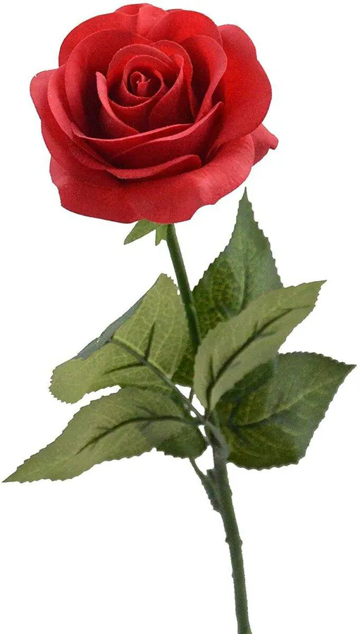 Image postée par le membre