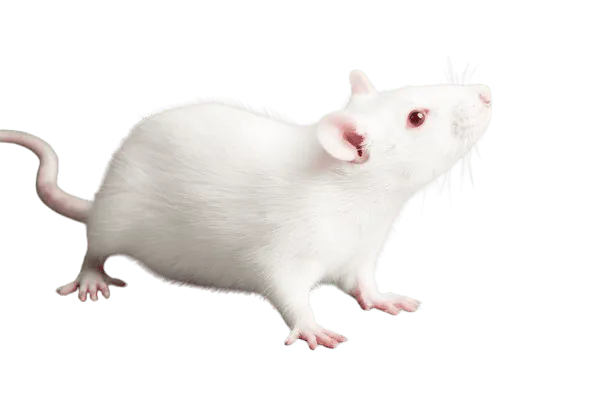 Image postée par le membre