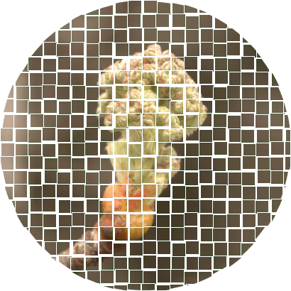 Image postée par le membre