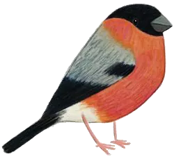 Bouvreuil