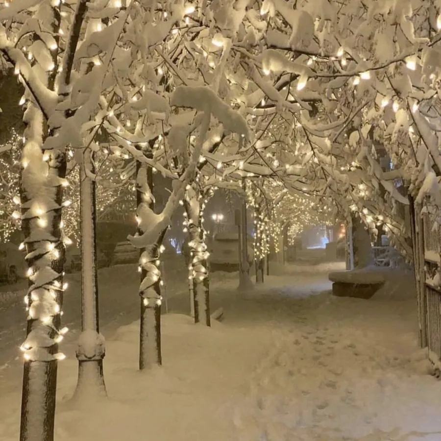 Arbres sous la neige avec guirlandes lumineuses