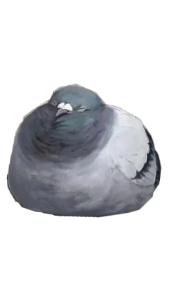 pigeon