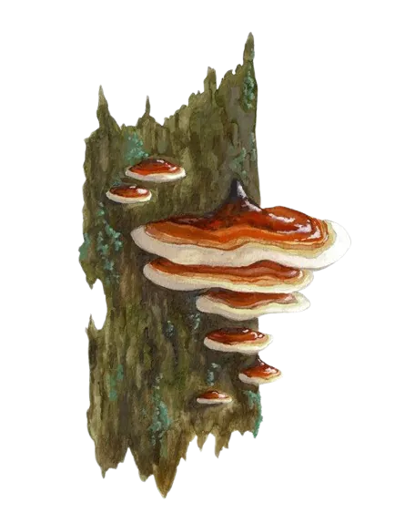 ecorce avec champignons
