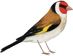 Chardonneret