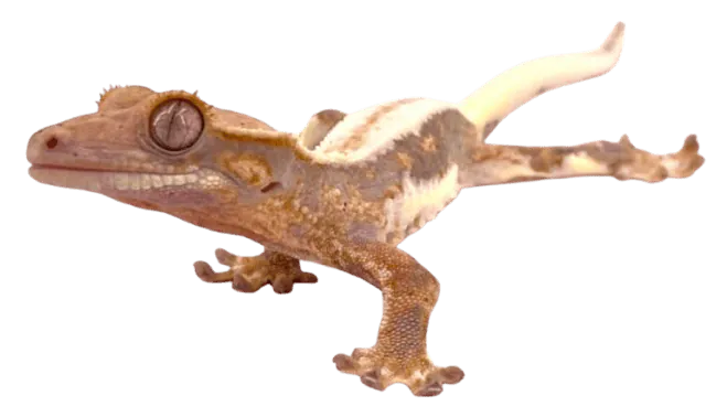 Image postée par le membre