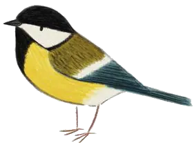 Mésange charbonnière