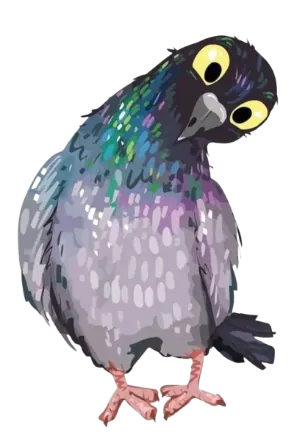 pigeon
