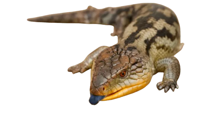 Image postée par le membre
