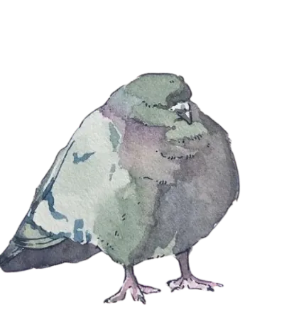 pigeon