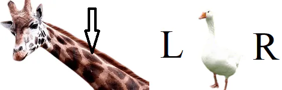 Image postée par le membre