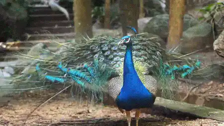 Image postée par le membre