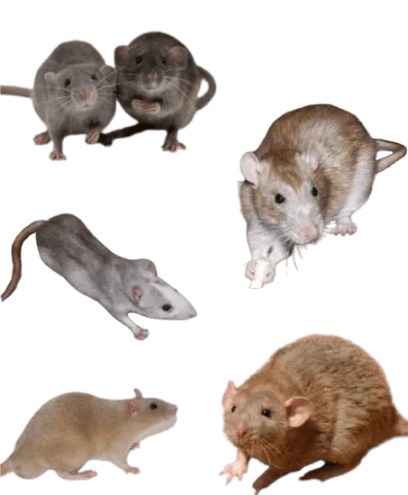 Image postée par le membre