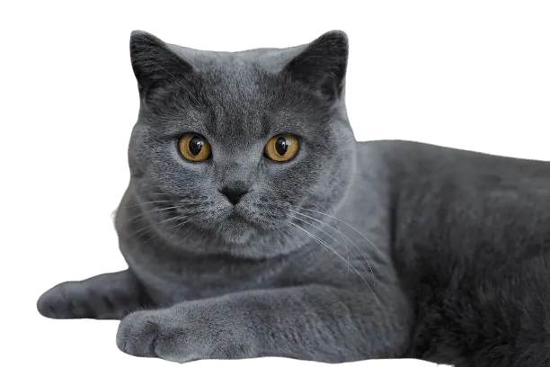 Image postée par le membre