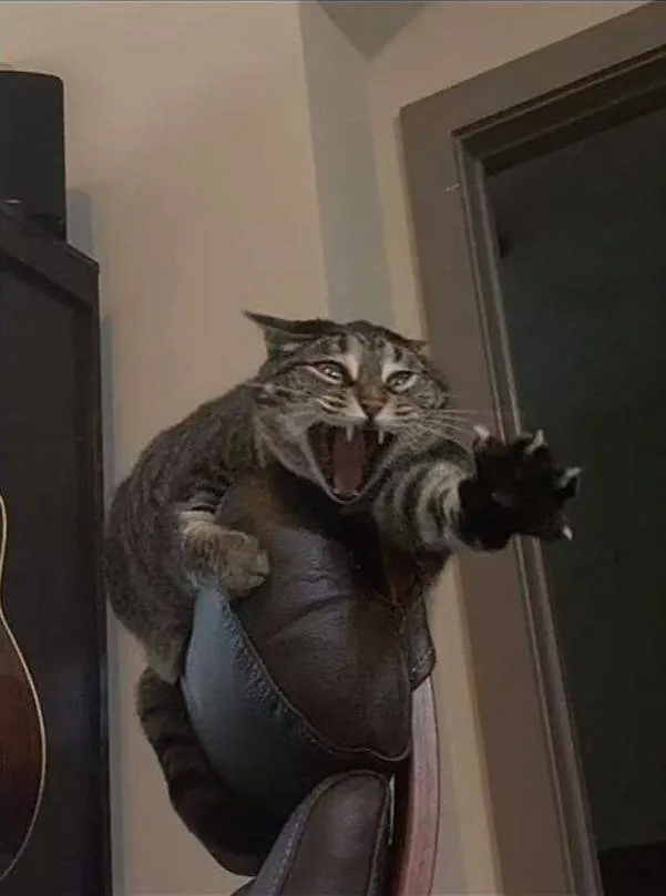 Image postée par le membre