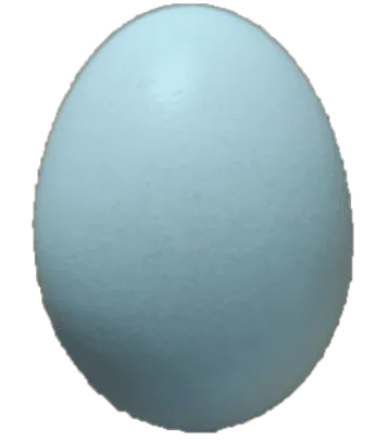 Image postée par le membre