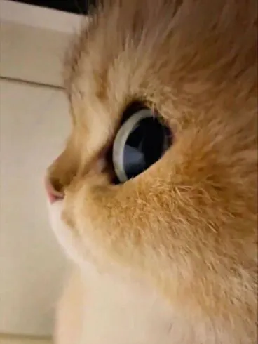 side eyes chat