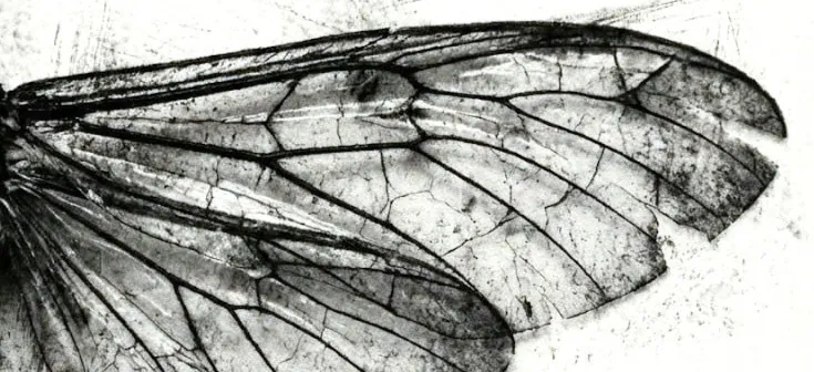 aile d'insecte