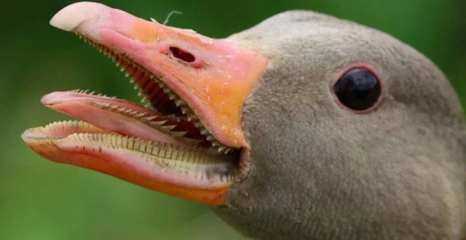 Image postée par le membre