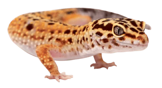 Image postée par le membre