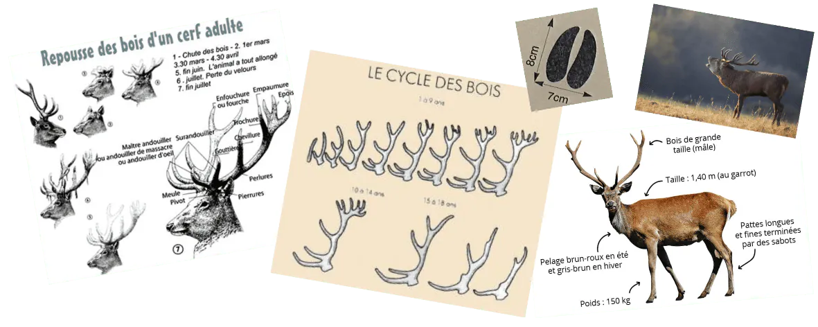 Image postée par le membre