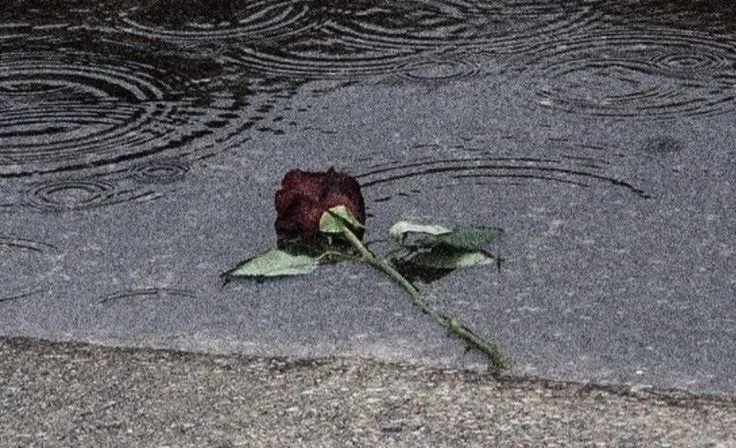 Image postée par le membre