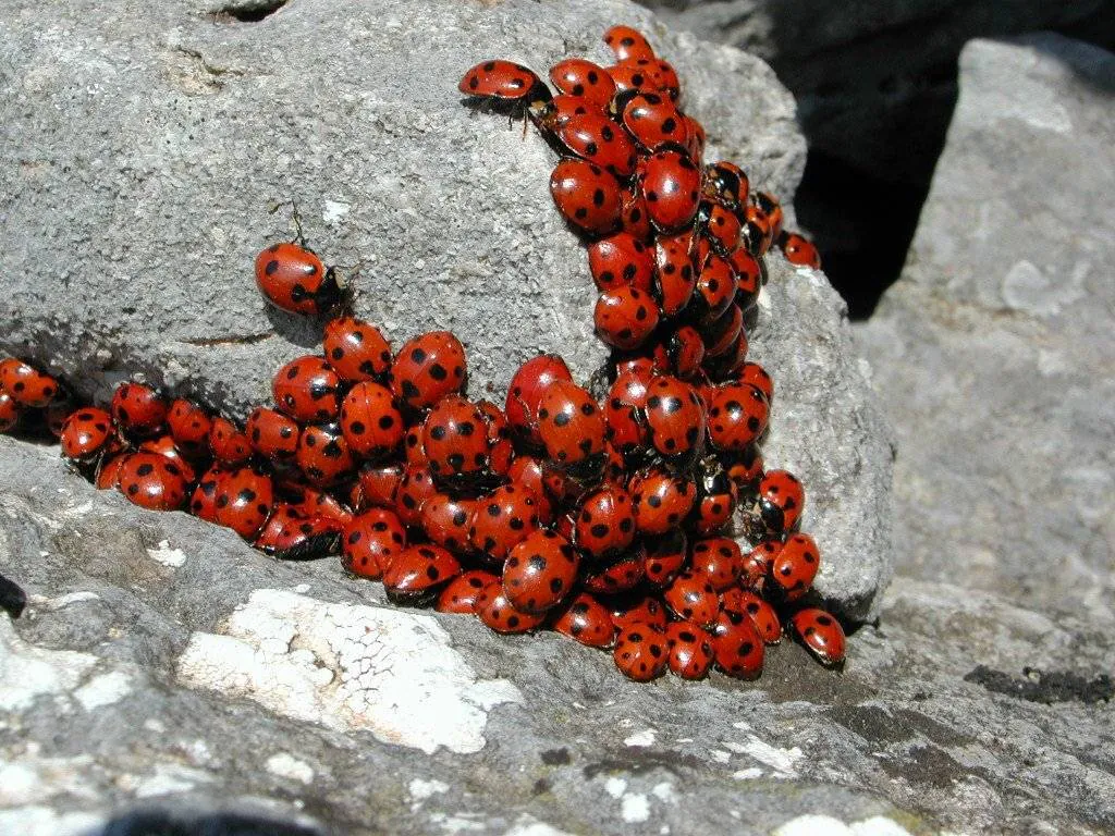 Image postée par le membre
