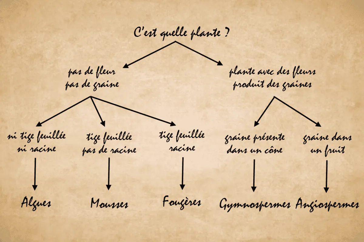 Image postée par le membre