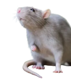 Image postée par le membre