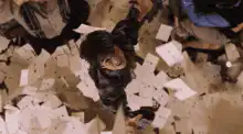 Image postée par le membre