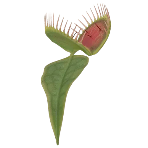 Image postée par le membre