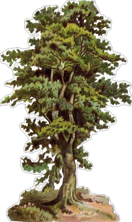 arbre