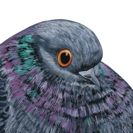 pigeon