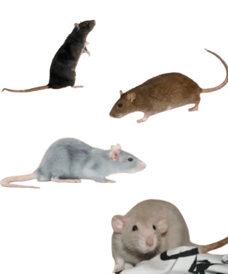 Image postée par le membre