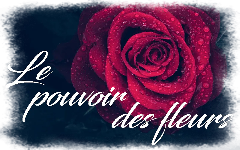 Image postée par le membre