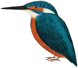 Martin-pêcheur