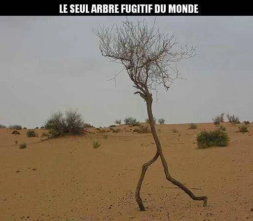 Image postée par le membre