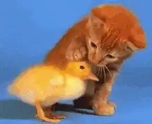 Image postée par le membre