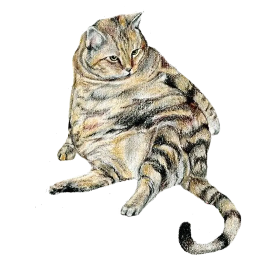 chat tigré obèse