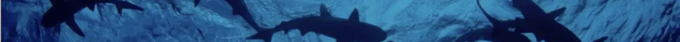 mer et requins
