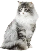 Image postée par le membre