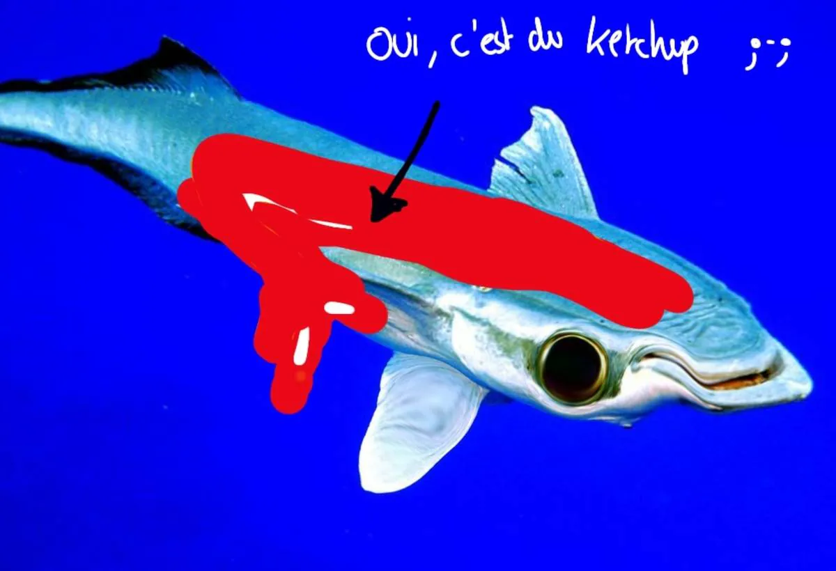 Image postée par le membre