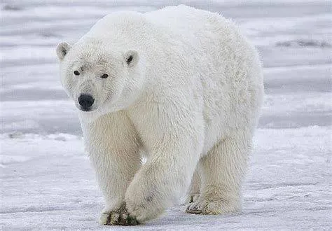 Image postée par le membre
