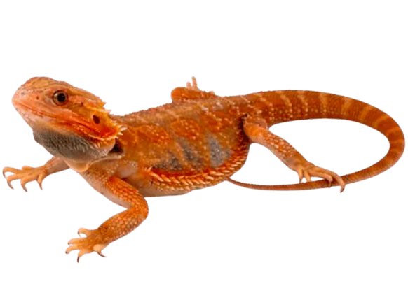 Image postée par le membre