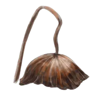 Image postée par le membre