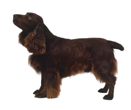 cocker anglais chocolat