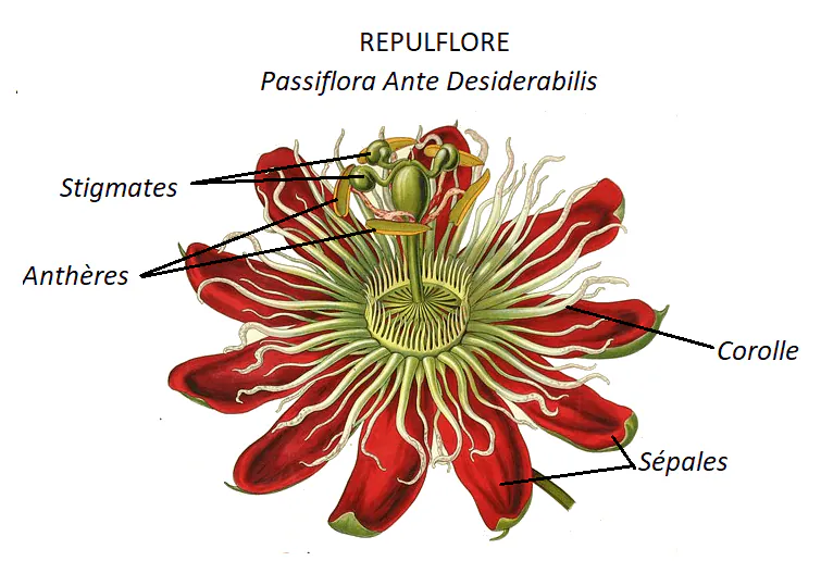 Image postée par le membre