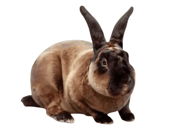 Image postée par le membre