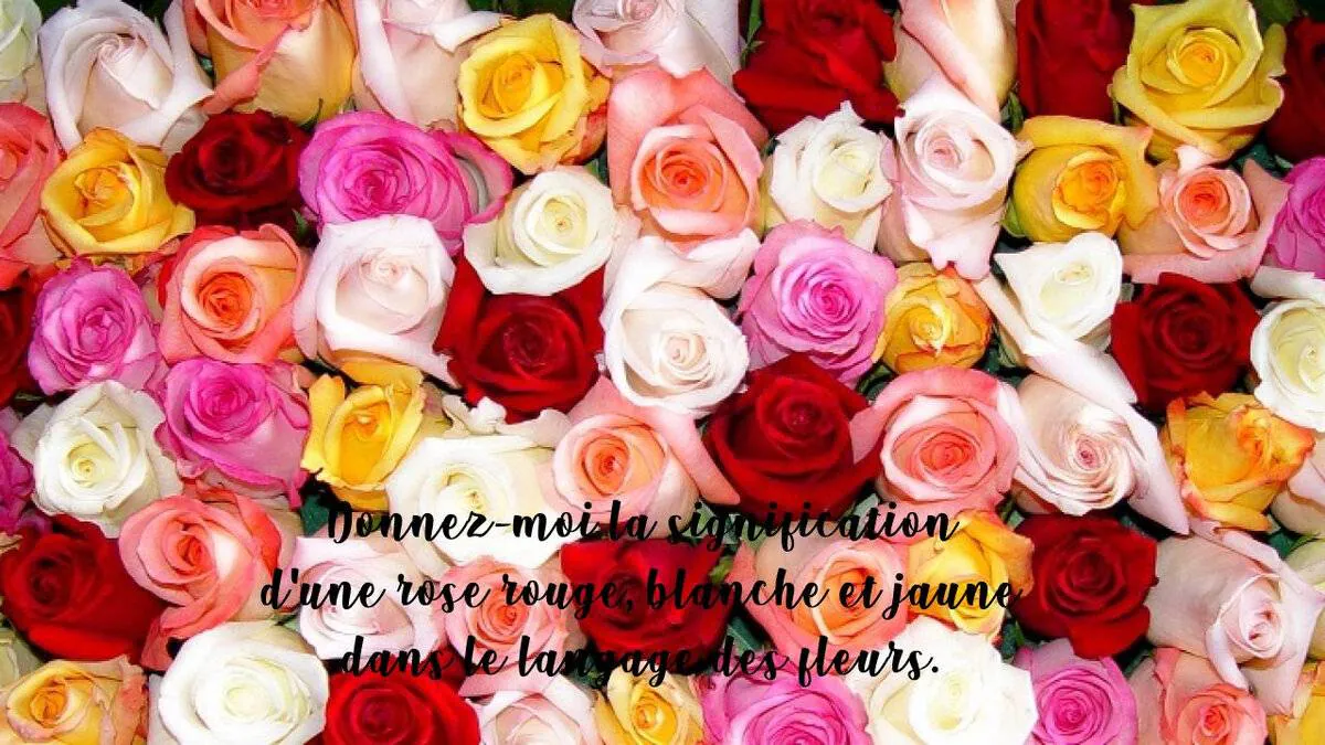 Image postée par le membre