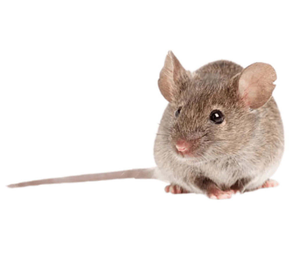 Image postée par le membre