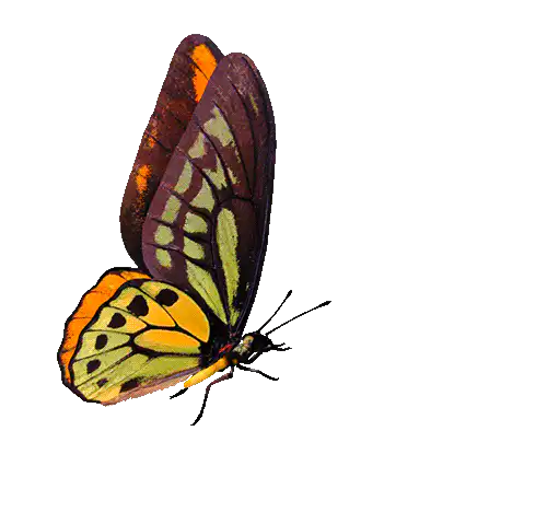 papillon jaune
